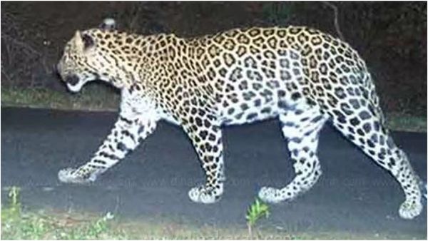 வால்பாறை அருகே சோகம்.. சிறுத்தை தாக்கியதில் 8 வயது சிறுவன் பரிதாப பலி!