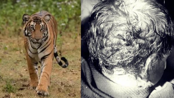 Tiger Attack: நள்ளிரவில் குழந்தையை தூக்கி சென்ற புலி.. விடாமல் விரட்டி உயிரை காப்பாற்றிய பெற்றோர்