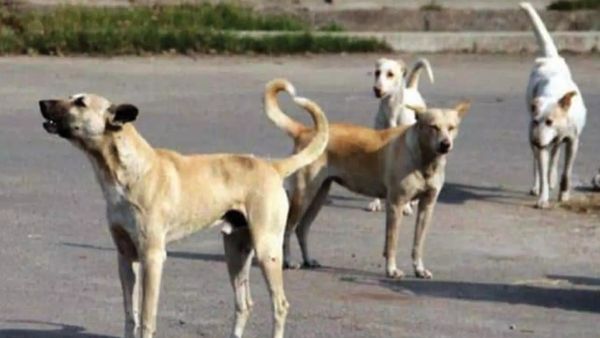 ஆத்தீ.. 8 மாதத்தில் 3.60 லட்சம் பேருக்கு தெருநாய்க் கடி.. தமிழ்நாட்டில் 22 பேர் ரேபிஸ் நோயால் பலி!