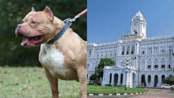 சென்னையில் வளர்ப்பு நாய்களுக்கு 'மைக்ரோ சிப்' கட்டாயம்.. மீறினால் ரூ.3,000 அபராதம்! மாநகராட்சி அதிரடி