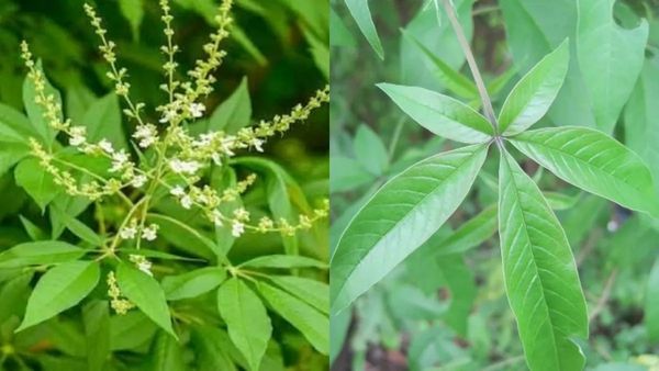 மண்டையில் நீர் கோர்த்து விட்டதா? தலைபாரத்தை போக்க உதவும் நொச்சி இலை.. மூலிகை தலையணை பற்றி தெரியுமா?