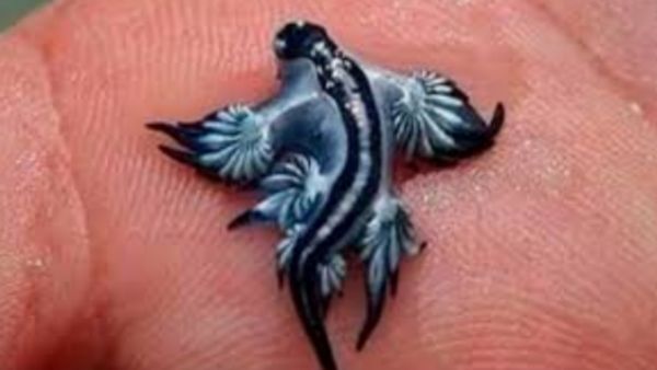 விரல் ஃசைசில் இருக்கும் 