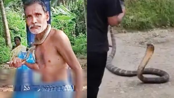 நல்ல பாம்பை கழுத்தில் போட்டு டான்ஸ் ஆடினாரே, இப்ப சீரியஸ் அங்கே! யாரும் பார்க்காத ராஜநாகம் இதோ இங்கே