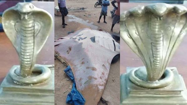 1000 கிலோ அதிசயம் மீனவரின் வலையில் சிக்கியது.. நடுக்கடலில் ஒரே ஆச்சரியம்.. இதென்ன பாம்பு போல இருக்கே