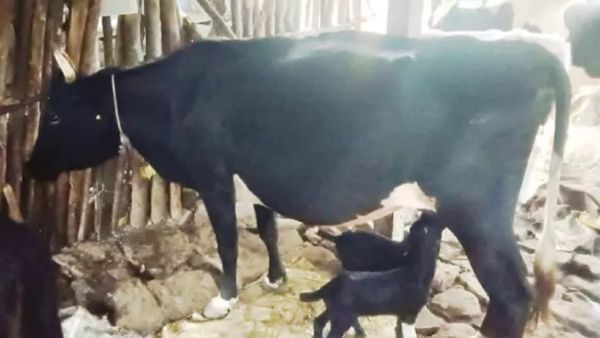 ஆட்டுக்குட்டி நேரா பசு கிட்ட போகுது! நீலகிரி நாகராஜ் வீட்டில் ஒரே கூட்டம்.. கோத்தகிரியில் ஆச்சரியம்