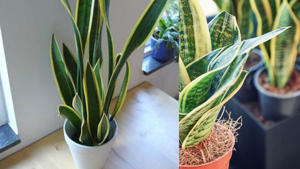 வாஸ்துப்படி படுக்கையறை, சமையலறையில் பாம்பு செடி எப்படி வைக்கலாம்? இதை பண்ணாலே பணம், மகிழ்ச்சி கூடுமே