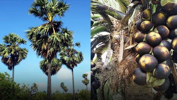 பனை மரம் வெட்ட கலெக்டர் அனுமதி கட்டாயம்.. ஒரு மரம் வெட்டினால் 10 மரம் நடவேண்டும்.. தமிழக அரசு ஆணை