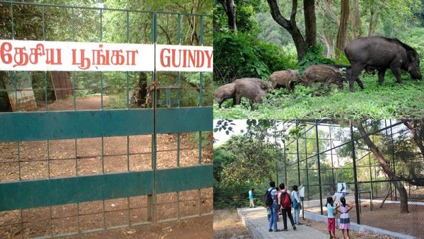 Swine Flu: சென்னை கிண்டி தேசிய பூங்காவில் பரவும் பன்றிக் காய்ச்சல்! இது மனிதர்களுக்கு பரவுமா?