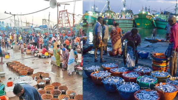 காத்தடித்த காசிமேடு.. வஞ்சிரம், வவ்வாலுக்கு இப்படி ஒரு நிலைமையா! புரட்டி போட்ட புரட்டாசி