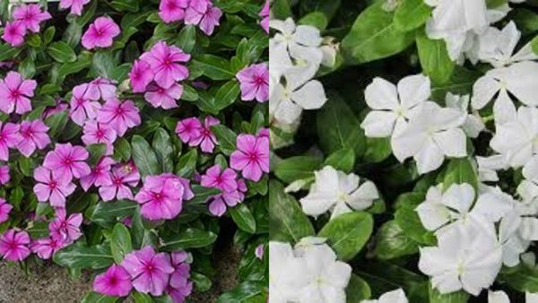 வாடாமல்லி நிறத்தில் கண்களுக்கு கொள்ளை விருந்து! நித்யகல்யாணி பூவின் நம்ப முடியாத 4 மருத்துவ குணங்கள்