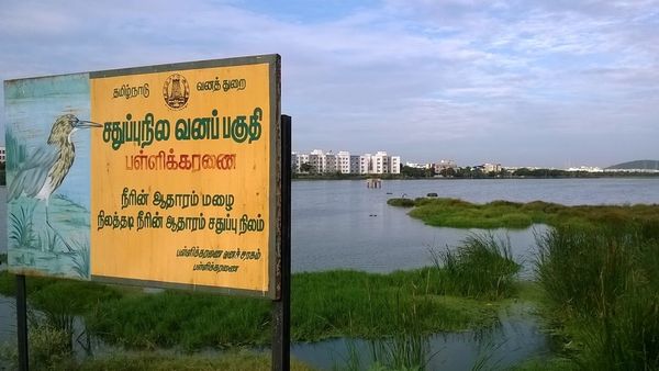 பெரும்பாக்கத்தில் இனி கடினம் .. பள்ளிக்கரணை சதுப்பு நிலம்.. தமிழக அரசுக்கு மிகப்பெரிய உத்தரவு