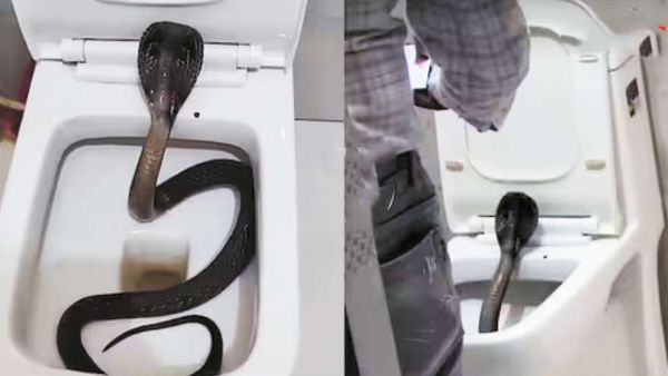 ஓட்டலில் 2வது மாடி கழிவறையில் ஆச்சரியம்.. திறந்து பார்த்த சுற்றுலா பயணிக்கு.. மறக்க முடியாத சம்பவம்