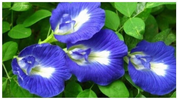 மணி பிளாண்டை போலவே சங்கு பூ.. பணத்தை ஈர்க்கும் சூப்பர் செடி.. மகா விஷ்ணுவின் அருளை பெற சங்கு பூக்கள்