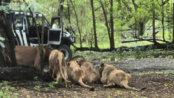 ஒரு சிங்கத்துடன் மூடு அவுட்! கூட்டமாக சேர்ந்து பூங்கா ஊழியரை கடித்தே கொன்ற கொடூரம்! விசிட்டர்ஸ் ஷாக்