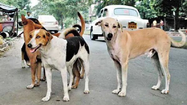 தெரு நாய் கடித்து 10 பேர் சாகணும்! அப்பவே சொன்ன நடிகர்! இப்போ அப்படியே நடக்குதே! புலம்பும் ரசிகர்கள்