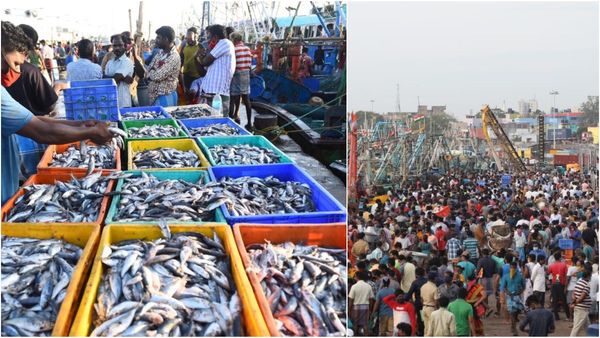 வஞ்சிரத்தை விடுங்க.. ரேட் எகிறிய வவ்வால்! காசிமேடு சந்தையில் மீன் வரத்து குறைவால் மக்கள் ஏமாற்றம்