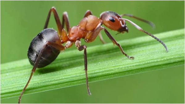 நவீன அறிவியலால் கூட செய்ய முடியாத விஷயம்.. அசால்ட் செய்யும் சாதாரண எறும்பு! அசந்துபோன விஞ்ஞானிகள்