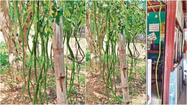 தேனியில் கண்ணதாசன் வீட்டில் ஒரே ஆச்சரியம்.. தோட்டத்தில் தொங்கிய 6 அடி முருங்கைக்காயை பார்த்தீங்களா?