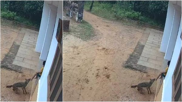 Fox Attack in Kerala: வீட்டு திண்ணையில் நடந்த வேட்டை முயற்சி.. பள்ளி சிறுவனை பதம் பார்த்த நரி! ஷாக் சம்பவம்
