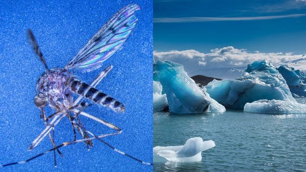 படிச்சு படிச்சு சொன்னாங்களே.. அண்டார்டிகாவில் முதல்முறையாக கண்டறியப்பட்ட கொசு.. அழிவின் அறிகுறி?