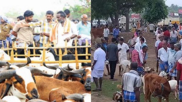 ஆட்டு வியாபாரிகள் நெல்லையில் செம ஹேப்பி.. நல்ல வாட்டசாட்டமான ஆடுகளால் கால்நடை சந்தைகள் பிஸியோ பிஸி