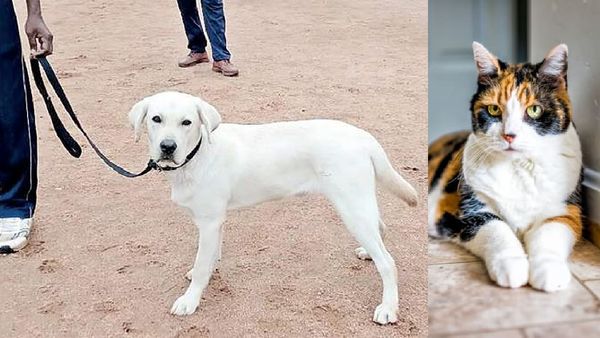 சென்னையில் நாய் - பூனை வளர்த்தால் ரூ.5,000 ‛ஃபைன்'.. வீடு வீடாக வரும் அதிகாரிகள்! உடனே இதை செய்யுங்க