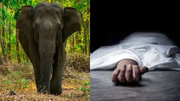 வால்பாறையில் அதிகாலையிலேயே நடந்த சோகம்.. யானை தாக்கியதில் பாட்டி, பேத்தி பரிதாப பலி