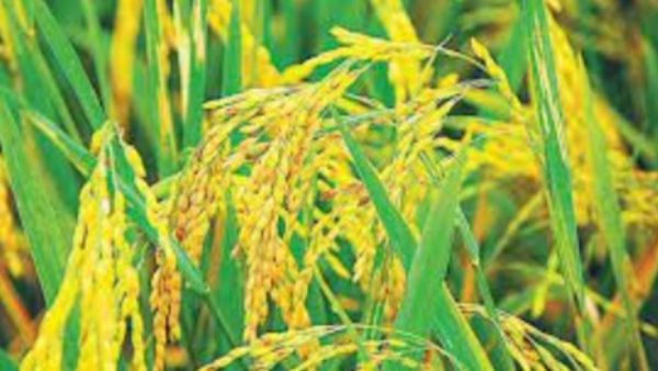 தரமற்ற விதைகளுக்கு டாட்டா.. தரமான விதைக்கு மத்திய அரசு சொல்லும் குட் நியூஸ்.. விவசாயிகளுக்கு ஹேப்பி