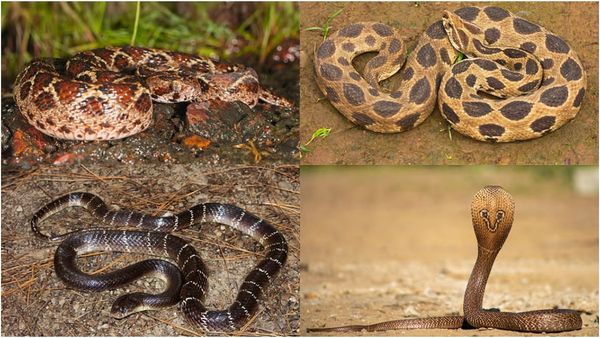 கட்டுவிரியன் டூ கண்ணாடி விரியன்.. மழைக்கு வீடு ஒதுங்கும் பாம்புகள்! ஆபத்தானவை எவை? தெரிஞ்சுக்கோங்க