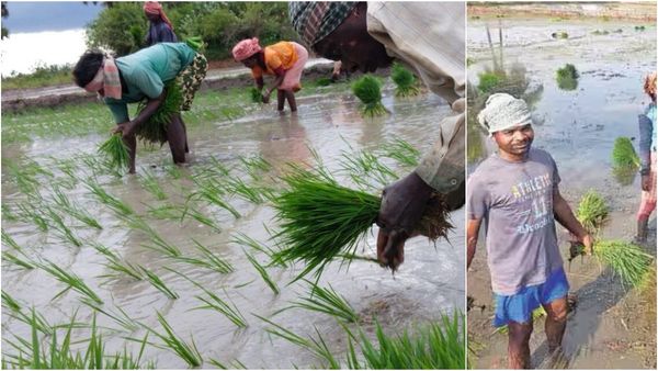 திருப்பூர் காலி.. தென்காசி பக்கம் குவிந்த வடமாநில இளைஞர்கள்! நாற்று நடவு பணிகளில் தீவிரம்