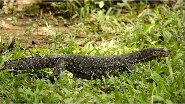 சென்னை கிரிக்கெட் கிளப்பில் தென்பட்ட.. அரிய வகை உடும்பு! வனத்துறை தீவிர விசாரணை