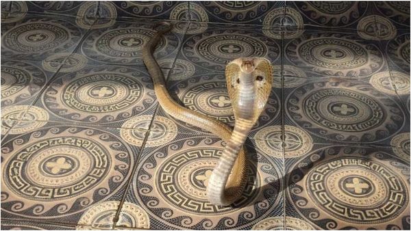 ஆக்ரோஷமாகும் பாம்புகள்.. டிசம்பர் வரை அப்படித்தான் இருக்கும்! மக்களே உஷார்