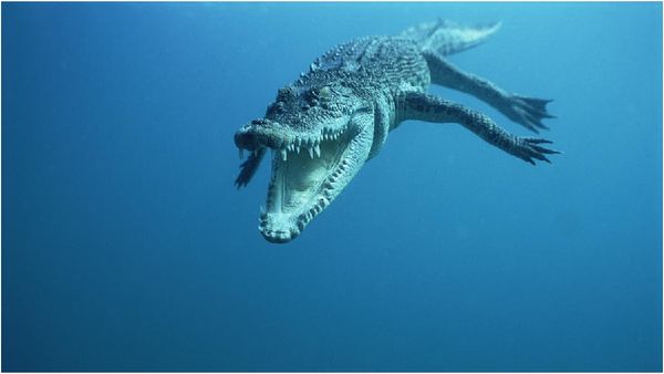 எகிப்து பாலைவனத்தில் கண்டுபிடிக்கப்பட்ட முதலைகளின் படிமம்.. குழம்பிப்போன ஆய்வாளர்கள்!