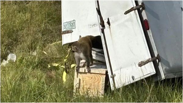 வைரஸ் பாதித்த குரங்குகள் தப்பியோட்டம்.. பொதுமக்களுக்கு அலர்ட்! அச்சத்தில் அமெரிக்கா