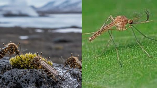 Iceland Mosquito: உலகின் பூச்சிகளே இல்லாத நாடான ஐஸ்லாந்தில் கொசு கண்டுபிடிப்பு! எப்படி வந்தது?