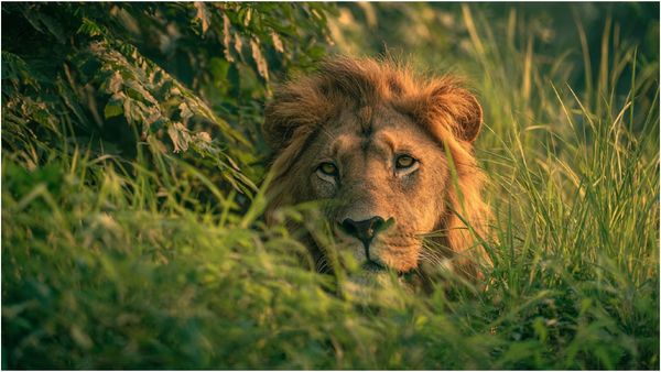 சென்னை வண்டலூர் பூங்காவில் ஆண் சிங்கம் மாயம்.. 2 நாட்களாக தேடியும் கிடைக்காததால் பரபரப்பு!