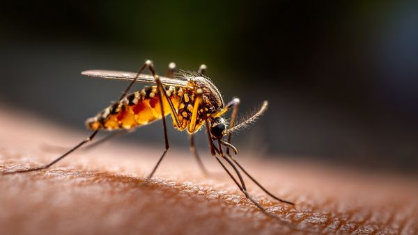 உலகின் மிக ஆபத்தான உயிரினம்.. சிங்கம், புலியை கூட தூக்கி சாப்பிடும் கொசு! 10 லட்சம் பேரை கொல்கிறது