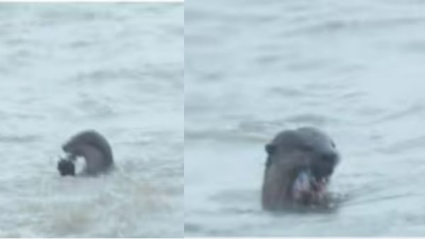 நம்ம கண்ட காட்சி உண்மை தானா? தென்பெண்ணை ஆற்றில் உருண்டு விளையாண்ட உருவம்! வியந்த விழுப்புரம்!