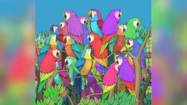 கிளிகளுக்கு இடையே மறைந்திருக்கும் ”பட்டாம்பூச்சி” எங்கே இருக்கு? 7 செகண்ட் டைம்! கண்டுபிடிங்க