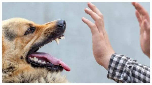 கோவையில் ரேபிஸ் நோய் பாதித்த சிறுவன் உயிரிழப்பு.. வெறிநாய் கடித்ததால் நேர்ந்த சோகம்