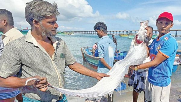 Doomsday fish: பாம்பனில் மீனவர்கள் வலையில் சிக்கிய அதிசய டூம்ஸ்டே மீன்! சுனாமிக்கான அறிகுறி?