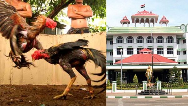 ஜல்லிக்கட்டை போல் சேவல் சண்டைக்கும் சட்டத்திருத்தம் செய்தால் அனுமதி! மதுரை கிளை நீதிபதி