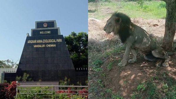 வண்டலூர் உயிரியல் பூங்காவில் மாயமான சிங்கம் எங்கே.. கண்டுபிடித்த அதிகாரிகள்.. முக்கிய அறிவிப்பு