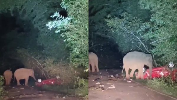 வால்பாறை அதிரப்பள்ளி சாலையில்.. கேரள சுற்றுலா பயணிகள் வந்த கார்.. யாருமே நம்ப முடியாத சம்பவம்