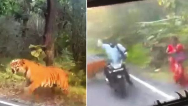 பைக்கில் கேஷூவலாக வந்த தம்பதி.. சடார்னு பாய்ந்த புலி.. ஈரோடு சத்தியமங்கலத்தில் அதிர்ச்சி சம்பவம்,