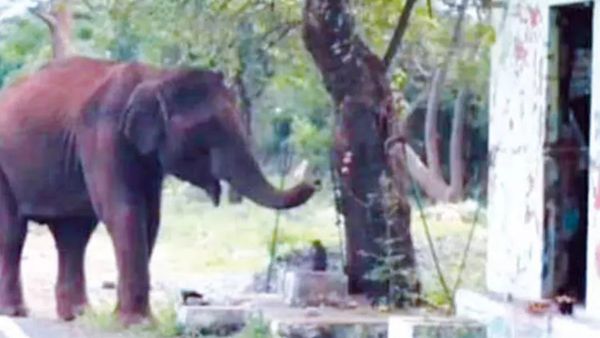 பண்ணாரி கோயிலில் விநாயகரை வணங்கிச் சென்ற காட்டு யானை! ஆச்சரியமாக பார்த்த ஈரோடு சத்தியமங்கலம் மக்கள்