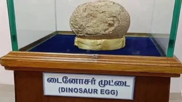 6.5 கோடி வருட பழமையான டைனோசர் முட்டை.. அரியலூரில் அதிசயம்.. உலகை வியக்க வைக்கும் தமிழ்நாடு