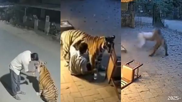 குவாட்டர் புலி.. ஆவேசமான புலி..அமைதிப் புலி.. இதில் எது ஏஐ வீடியோ... கண்டுபிடிக்க முடிகிறதா?