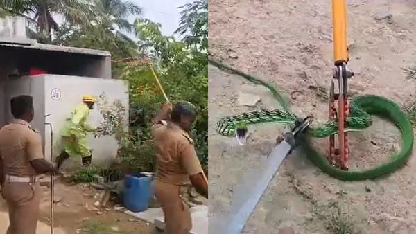 பச்சையான கலரில் சேலம் சந்திரா வீட்டில் பாம்பு.. அது வாயில் என்ன இருந்தது தெரியுமா? ஆடிப்போன ஆத்தூர்