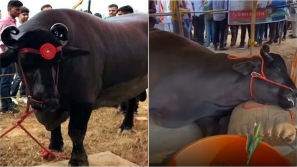 இன்சூரன்ஸ் படுகொலை? ரூ.21 கோடி மதிப்புள்ள எருமை திடீர் மரணம்.. பரபர குற்றச்சாட்டுகள்! என்ன நடந்தது